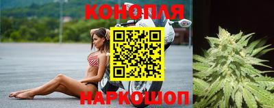 сатива Новозыбков